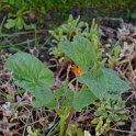 Salvia scutellarioides